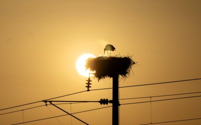 Kelebeklerin İzini Süren Fotoğrafçı Bu Kez Leyleklerin Dünyasını Belgeliyor