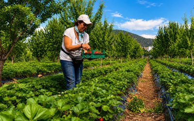 Kayısıya Alternatif Olarak Başladılar, Yılda 6 Ton Çilek Üretiyorlar