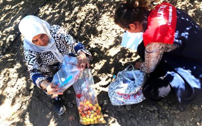 Malatya’da Kayısıda Pestisit Denetimi: 16 Üreticiye Hasat Geciktirme Tedbiri