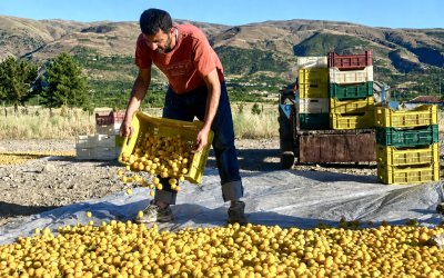 Kayısı Üreticisinin Feryadı: “Kazanan Hep Başkası”