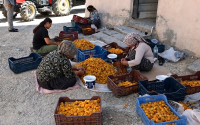 Kayısı Üreticisinden TMO Çağrısı: “Fiyat Maliyetin Altında, Müdahale Şart”