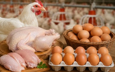 Tavuk Üretiminde Dikkat Çeken Artış: Yumurta Üretimi 11 Milyarı Aştı