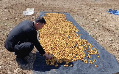 Milletvekili Ağbaba Sel Bölgesinde: “Yaklaşık 200 Tonluk Zarar Var”