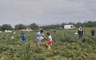 Domates Tarlada Kaldı, Üretici Ücretsiz Dağıttı