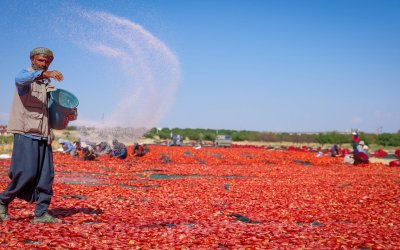 350 Dekarda Üretiliyor, 50 Dekarda Kurutuluyor