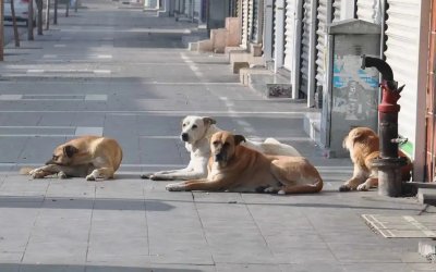 Malatya’da Sahipsiz Hayvanlar İçin Eylül Denetimi