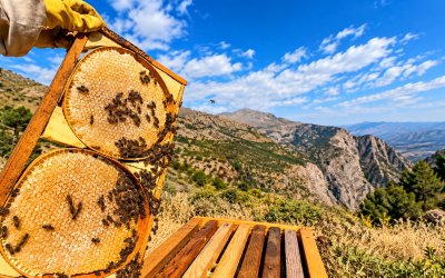 Malatya’da Arıcılara Destek Başvuruları Başladı