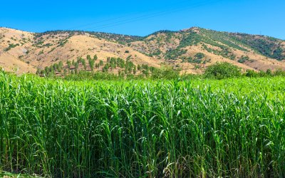 Sorgum Sudan Otunda İkinci Hasat: Dekarda 7 Tona Kadar Verim