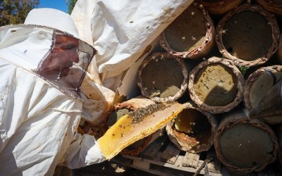 Pütürge’nin Zengin Florasında Bal Hasadı Başladı