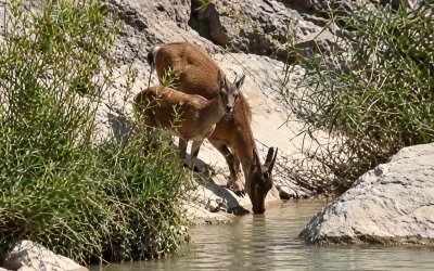 Darende’de Yaban Keçileri Kameraya Yansıdı
