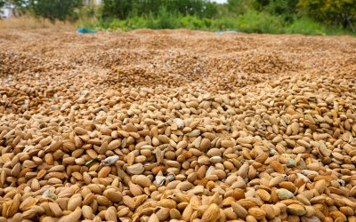 Kayısının Başkentinde Alternatif Ürün Hamlesi: Badem Hasadı Başladı
