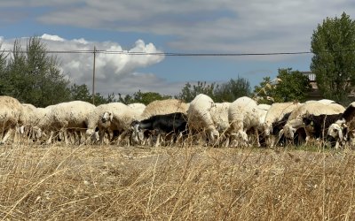 Malatya’da Küçükbaş Yetiştiricisinin Gündemi: Mera ve Çoban Sorunu