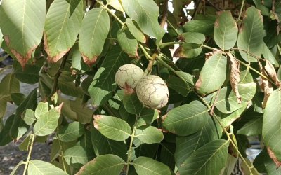 Darende’de Baba Mirası Ceviz Ağaçlarından 2 Ton Hasat Beklentisi