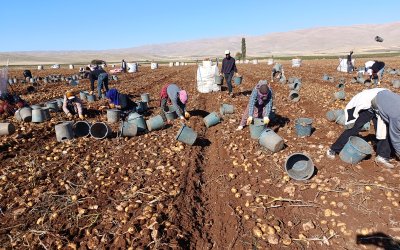 Darende’de Patates Bereketi: 20 Bin Ton Rekolte Bekleniyor