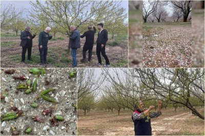Dolu yağışı nedeniyle kayısı bahçelerinde zarar tespit çalışmalarına başlandı
