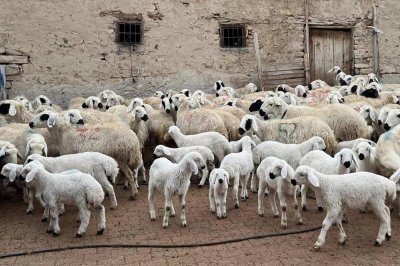 Kuzu ve oğlak desteği ikinci başvuru dönemi başladı