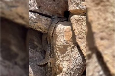 Malatya'da engerek yılanı görüldü