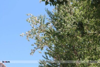 Uzmanlardan bahar alerjilerine karşı uyarı