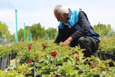 Battalgazi'nin park ve bahçeleri belediyenin kendi ürettiği çiçeklerle güzelleşiyor