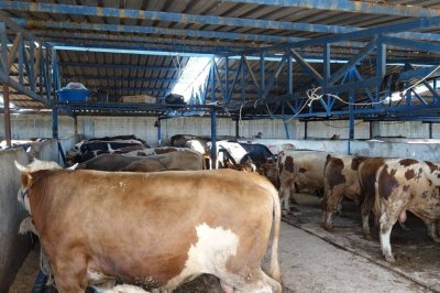 Uzmanından kritik uyarı: Sakatatlar hastalık zincirini başlatıyor