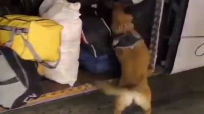 Malatya’da 29 kilo 860 gram skunk ele geçirildi