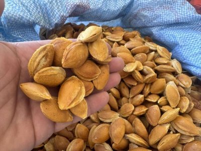 Kayısı çekirdeği kabuğundan biyoplastik üretildi