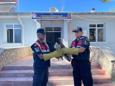 Malatya'da yaralı bulunan şahin tedavi edilecek