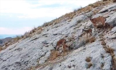 Dağ keçileri dronla görüntülendi